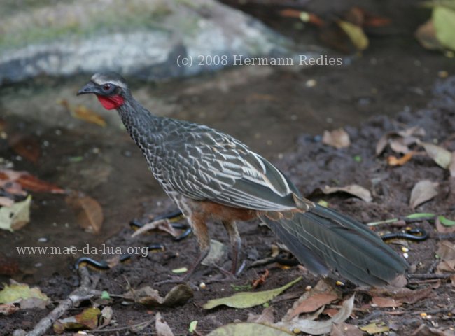 Jacupemba (Penelope superciliaris)