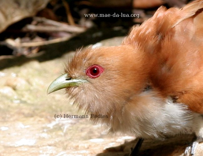 Alma-de-gato (Piaya cayana)