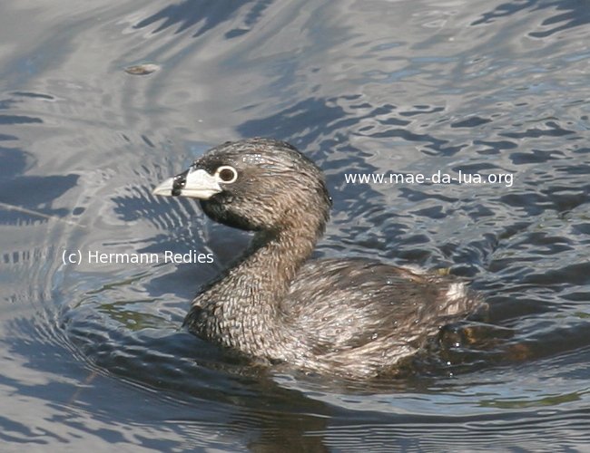 Mergulhão-caçador (Podilymbus podiceps)