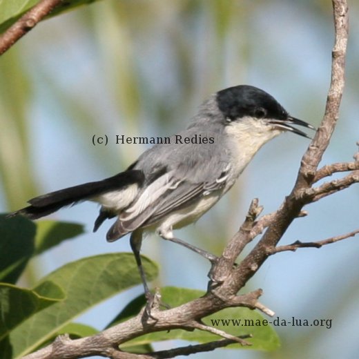 Balança-rabo-de-chapéu-preto (Polioptila plumbea)