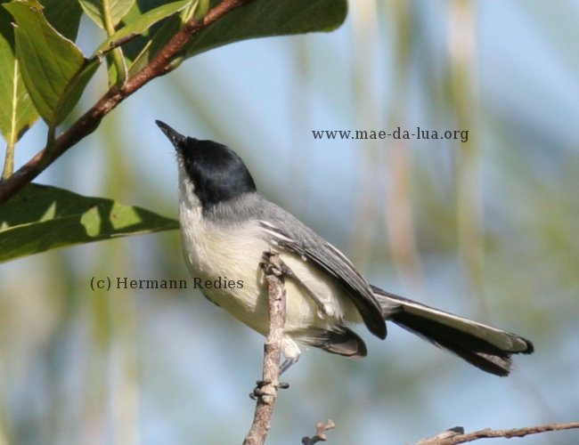 Balança-rabo-de-chapéu-preto (Polioptila plumbea)