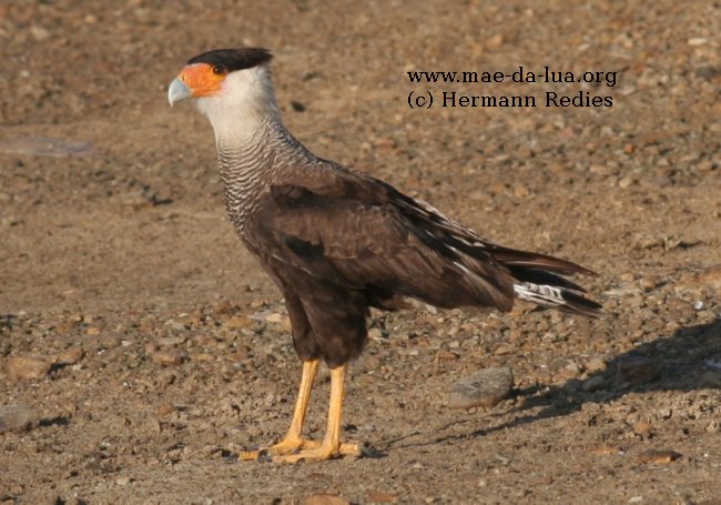 Caracará (Caracara plancus)
