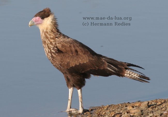 Caracará (Caracara plancus)