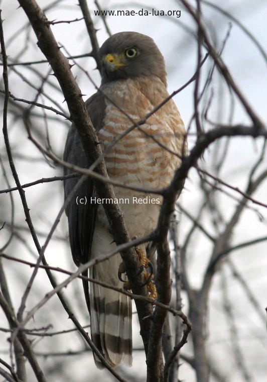 Pega-pinto (Buteo magnirostris)