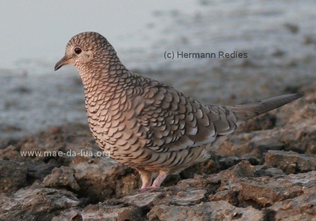 Fogo-apagou (Columbina squammata)