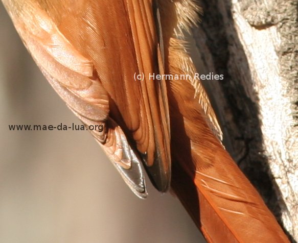 Arapaçu-verde (Sittasomus griseicapillus)