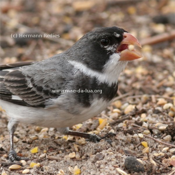 Brejal (Sporophila albogularis)