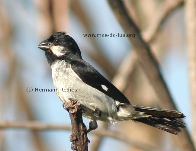 Bigodinho (Sporophila lineola)