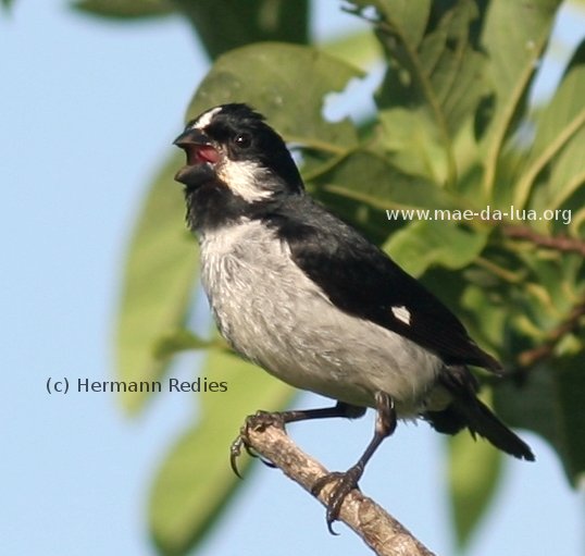 Bigodinho (Sporophila lineola)