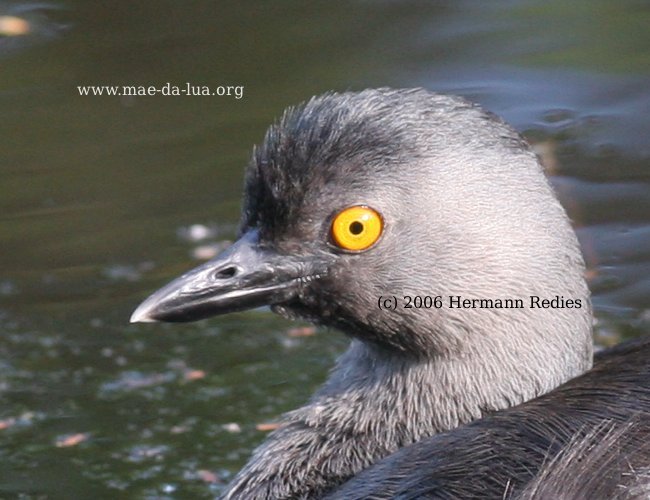 Mergulhão-pequeno (Tachybaptus dominicus)