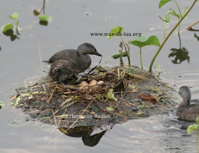 Mergulhão-pequeno (Tachybaptus dominicus)