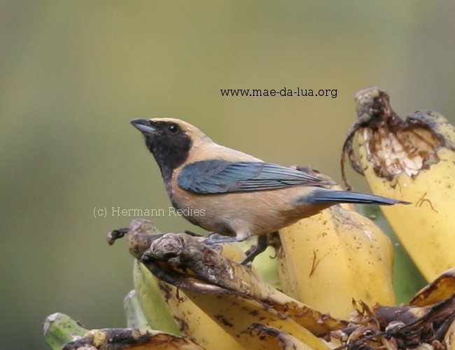 Sanhaçu-macaco (Stilpnia cayana)