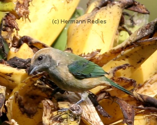 Sanhaçu-macaco (Stilpnia cayana)