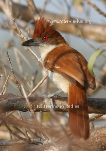 Choró-boi (Taraba major)