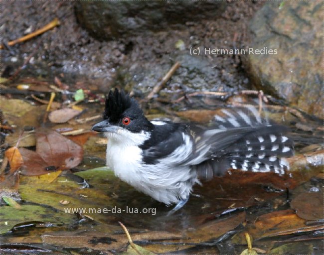 Choró-boi (Taraba major)