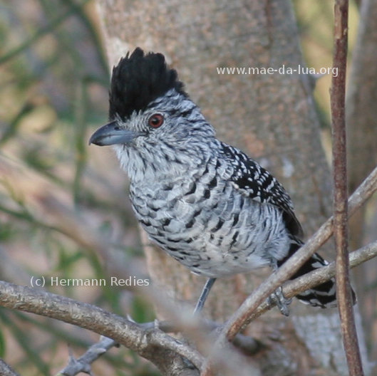 Choca-barrada (Thamnophilus doliatus)