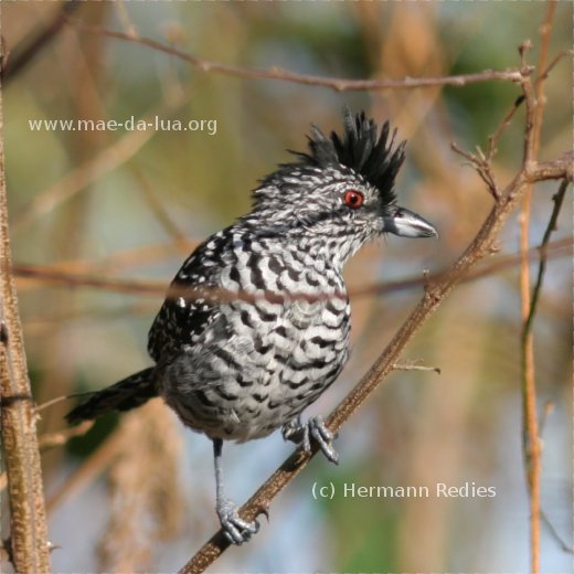 Choca-barrada (Thamnophilus doliatus)