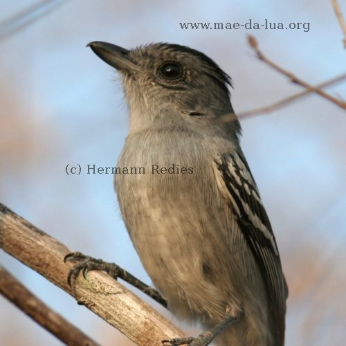 Choca-do-planalto (Thamnophilus pelzelni)