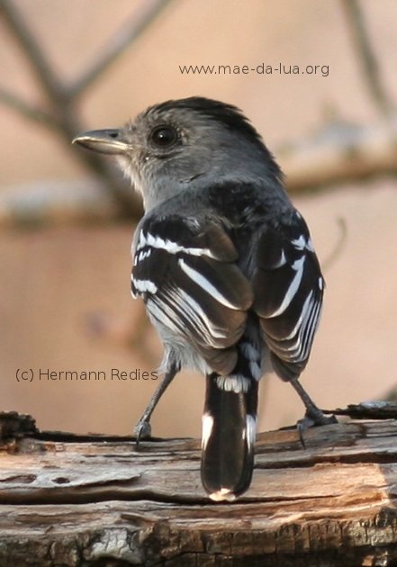 Choca-do-planalto (Thamnophilus pelzelni)