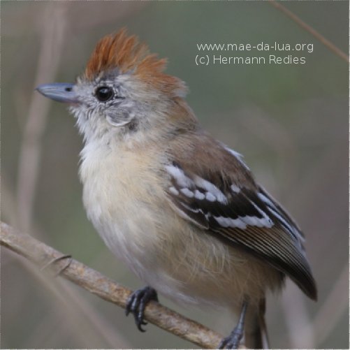 Choca-do-planalto (Thamnophilus pelzelni)