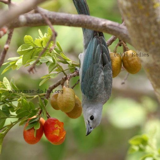 Sanhaçu-cinzento (Thraupis sayaca)