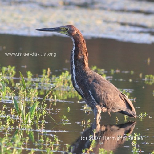 Socó-boi (Tigrisoma lineatum)