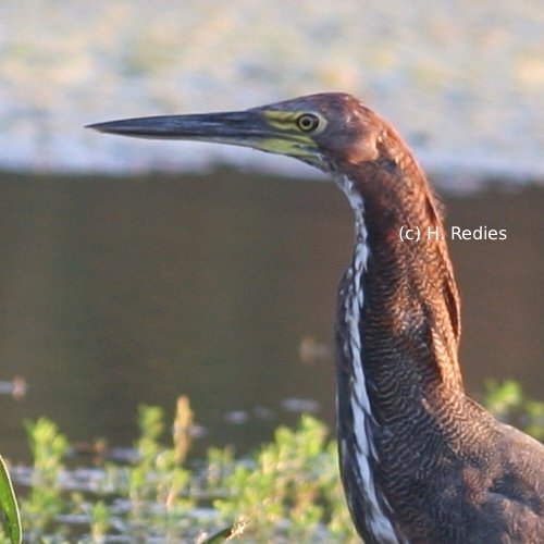 Socó-boi (Tigrisoma lineatum)
