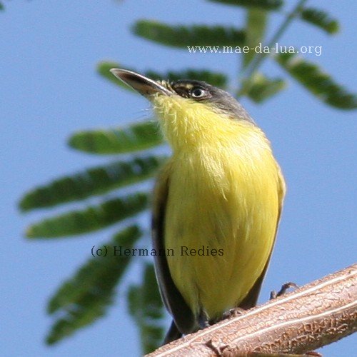 Ferreirinho (Todirostrum cinereum)