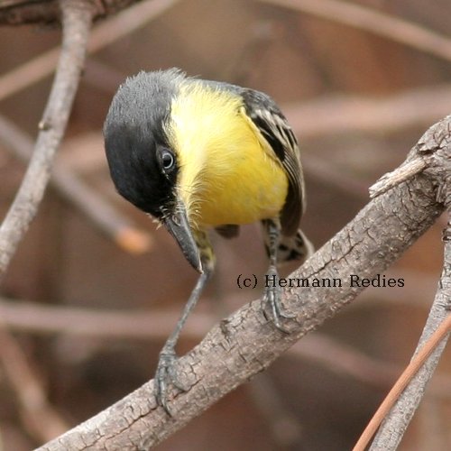 Ferreirinho (Todirostrum cinereum)