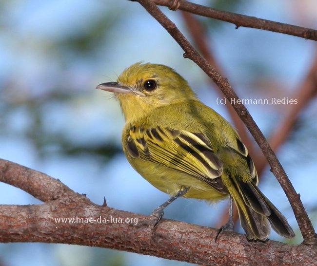 Bico-chato-amarelo (Tolmomyias flaviventris)