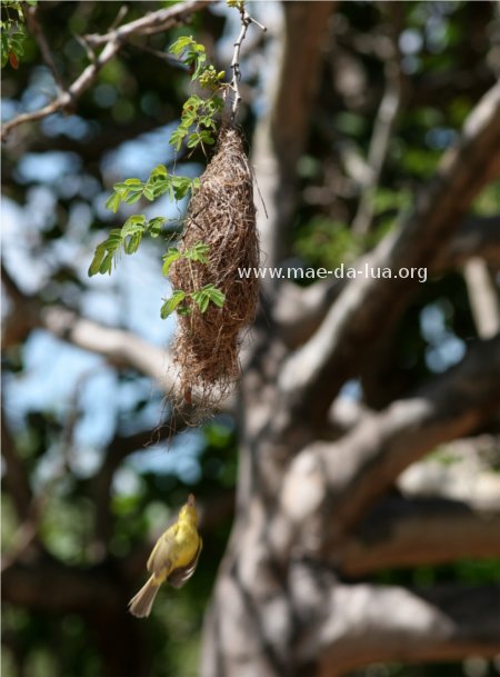 Bico-chato-amarelo (Tolmomyias flaviventris)