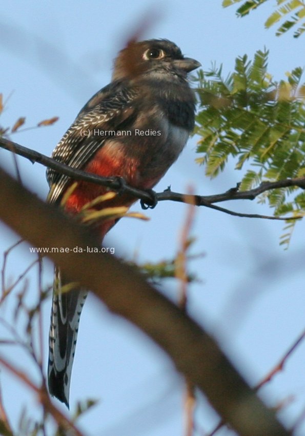 Dorminhoco (Trogon curucui)