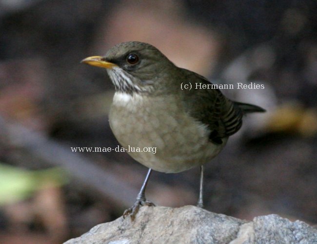 Sabiá-poca (Turdus amaurochalinus)