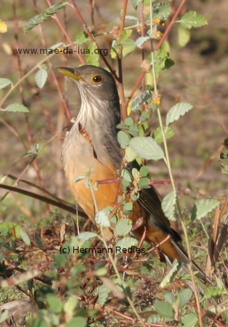 Sabiá-laranjeira (Turdus rufiventris)