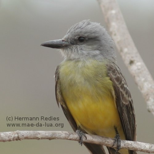 Suiriri (Tyrannus melancholicus)