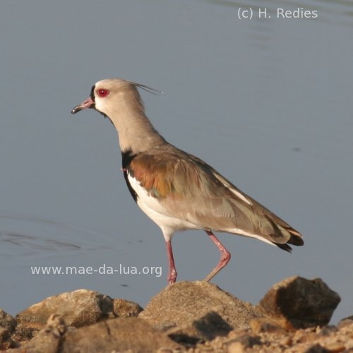 Quero-quero (Vanellus chilensis)