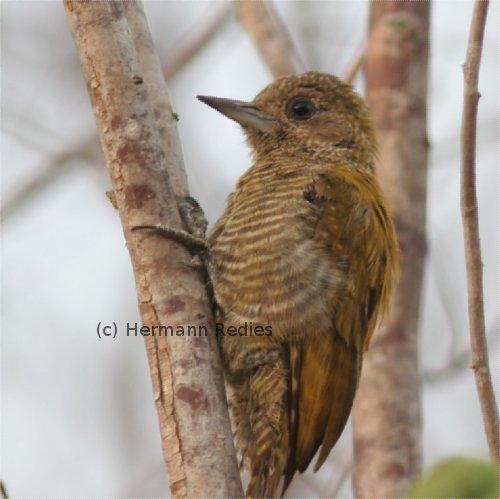 Picapauzinho-anão (Veniliornis passerinus)