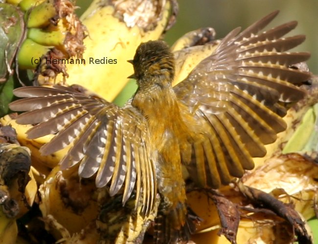 Picapauzinho-anão (Veniliornis passerinus)