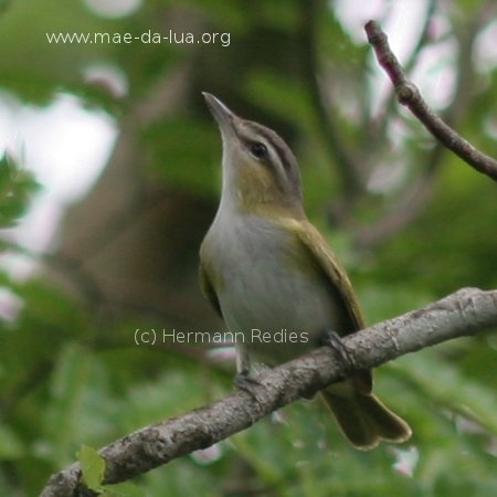 Juruviara (Vireo olivaceus)