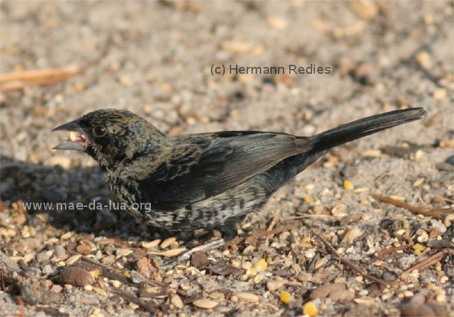 Tiziu (Volatinia jacarina)