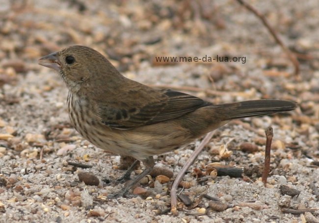 Tiziu (Volatinia jacarina)