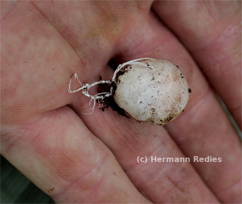 Abrachium floriforme
