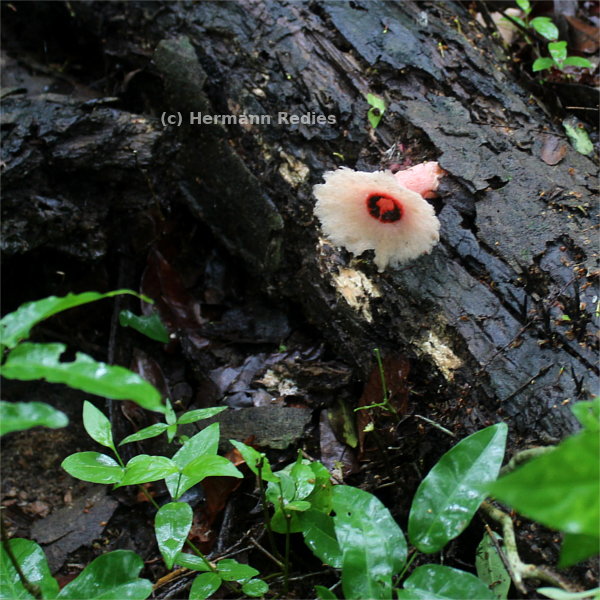 Abrachium floriforme