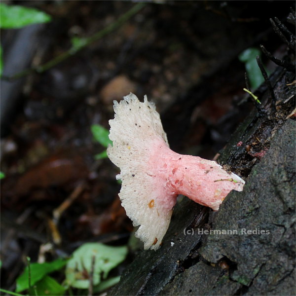 Abrachium floriforme