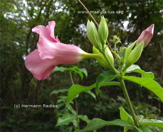 Allamanda blanchetii