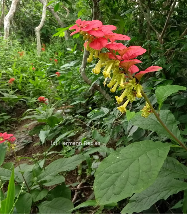 Amasonia cf. campestris (Flor-de-urubu)