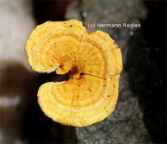 Amauroderma calcigenum