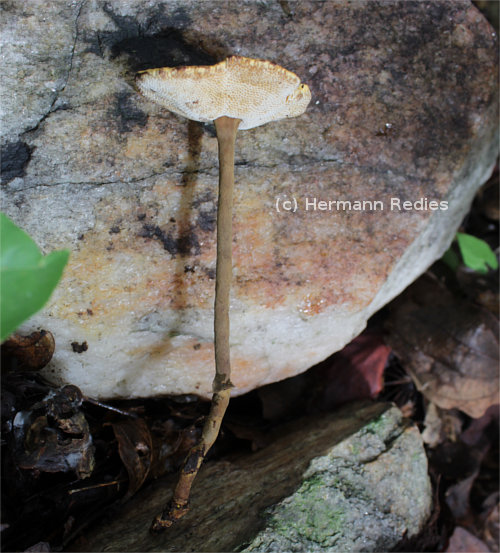 Amauroderma calcigenum
