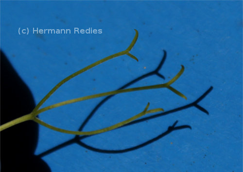 Amphilophium crucigerum