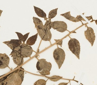 Angelonia pubescens